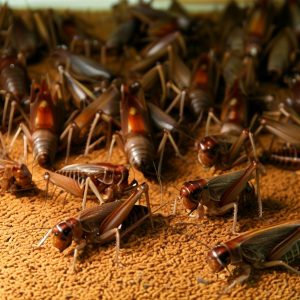 Insektenzucht und Feuchtigkeitskontrolle