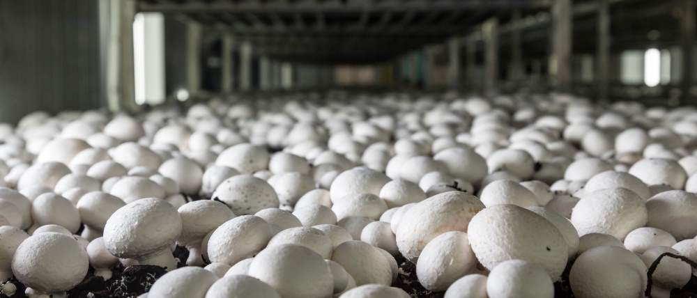 mushroom farm