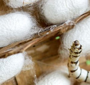 Insektenzucht und Feuchtigkeitskontrolle