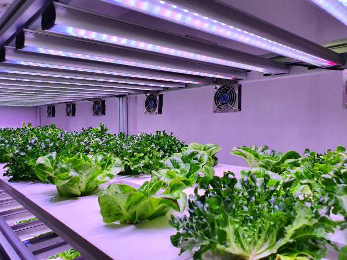 Indoor-Farming